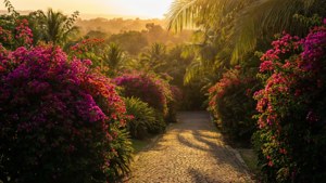 Golden Hour Bougainvillea Path