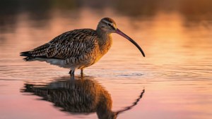 Golden Hour Curlew