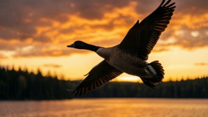 Golden Hour Goose Soar