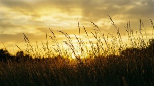 Golden Hour Grass Field