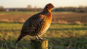 Golden Hour Grouse