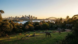 Golden Hour Over Sydney