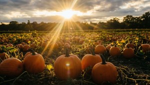 Golden Hour Pumpkins