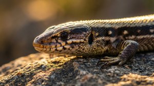 Golden Hour Skink