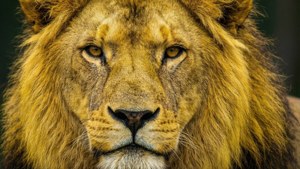 Golden Lion Profile