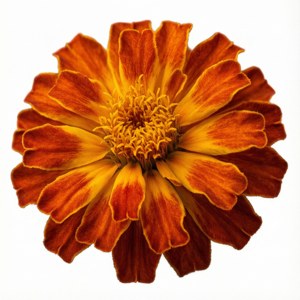 Golden Marigold Isolated