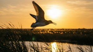 Golden Marsh Flight