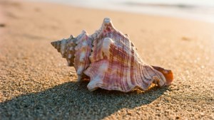 Golden Morning Conch