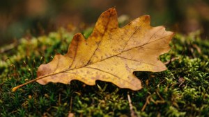 Golden Oak on Moss