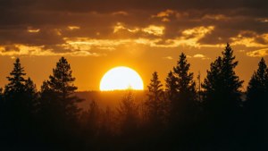 Golden Pine Sunset