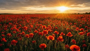 Golden Poppy Sunset