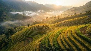 Golden Rice Terraces at Dawn