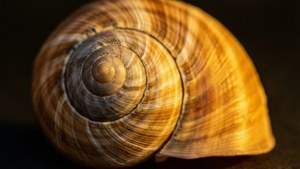 Golden Spiral Whelk