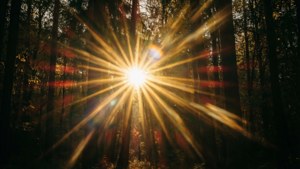 Golden Sunburst Forest