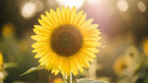 Golden Sunflower Lens Flare