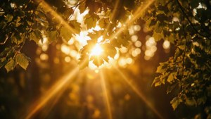 Golden Sunlight Leaks