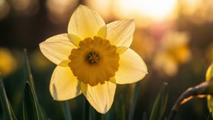 Golden Sunrise Daffodil