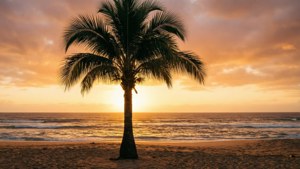 Golden Sunset Palm