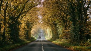 Golden Tree Tunnel