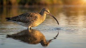 Golden Wader