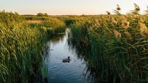 Golden Wetland