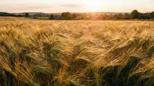 Golden Wheat Field