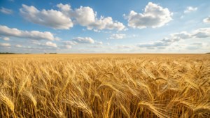 Golden Wheat Field