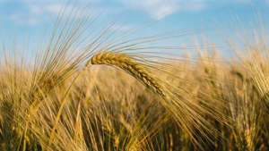 Golden Wheat Field