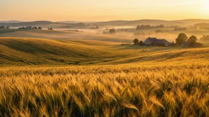 Golden Wheat Fields