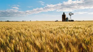 Golden Wheat Fields