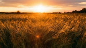 Golden Wheat Fields