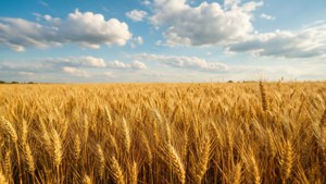 Golden Wheat Harvest