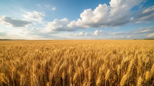 Golden Wheat Horizon