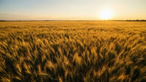 Golden Wheat Sunset