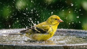 Goldfinch at Birdbath