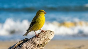 Goldfinch on Driftwood
