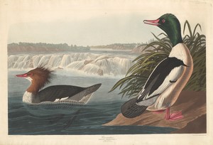 Goosander