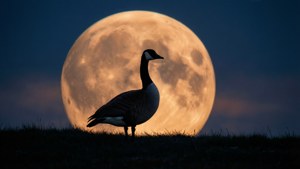 Goose and Moon