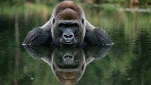 Gorilla at the Lake