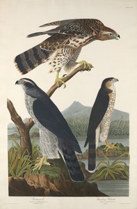 Goshawk and Stanley Hawk