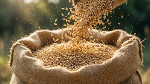 Grains Spilling