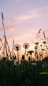 Grass and Wildflower Silhouettes