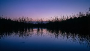 Grass Reflection at Dusk