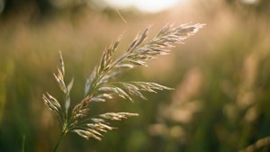 Grass Seeds Breeze