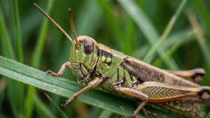 Grasshopper on Blade