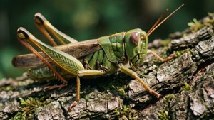 Grasshopper Tree Bark