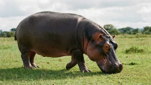 Grassland Grazer