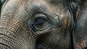 Gray Elephant Eye