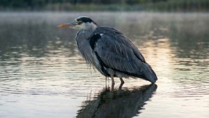 Gray Heron Reflection