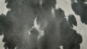 Gray Tones Cowhide